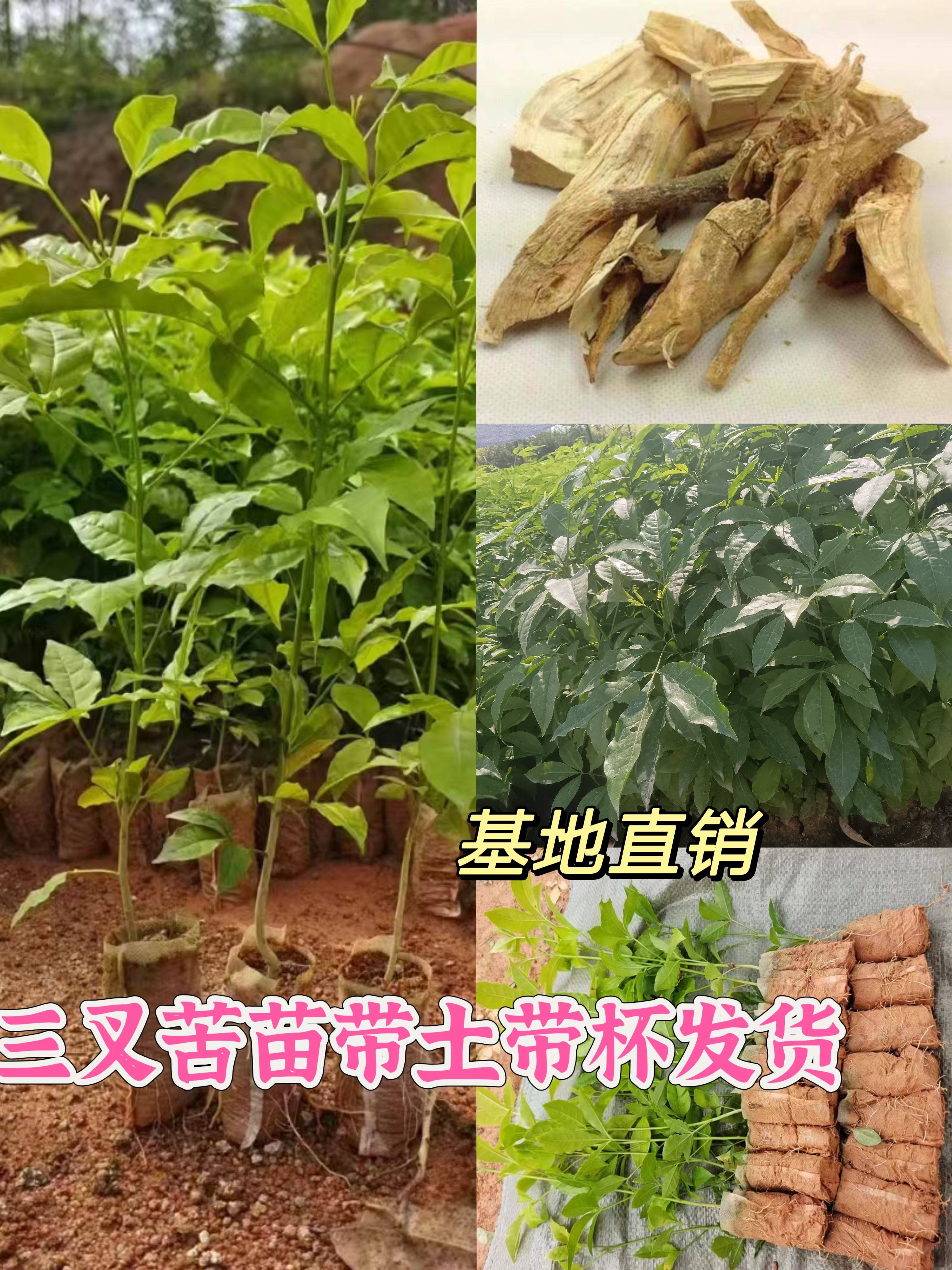 三叉苦树苗三丫苦苗 广西发货三桠苦树苗树枝叶苦木苗三叉虎包邮