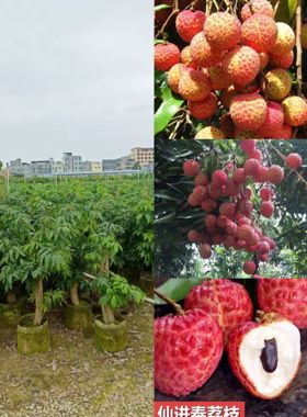 广西发货无核荔枝树苗冰荔枝妃子笑荔枝苗糯米糍荔枝苗桂味荔枝苗
