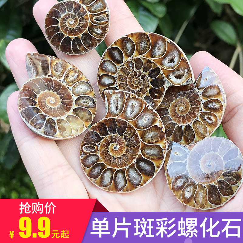 Z2天然单个斑彩螺化石切片古生物菊石标本diy男女吊坠饰品原石矿