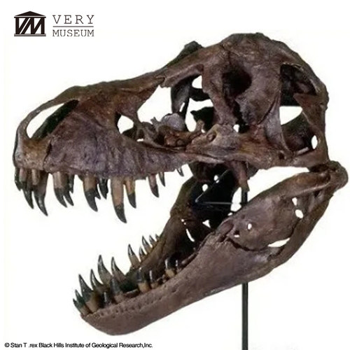 BHISTAN模型非常博物馆暴恐头骨