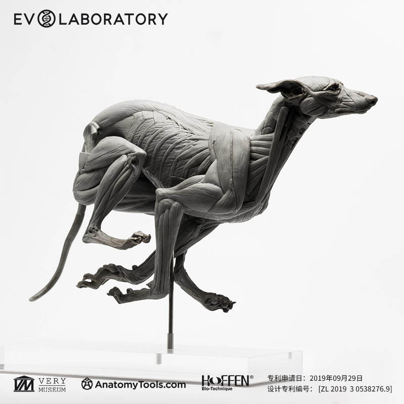 非常博物馆EVO肌肉解剖PVC灵缇科教模型手办摆件美术医学教学雕塑-封面