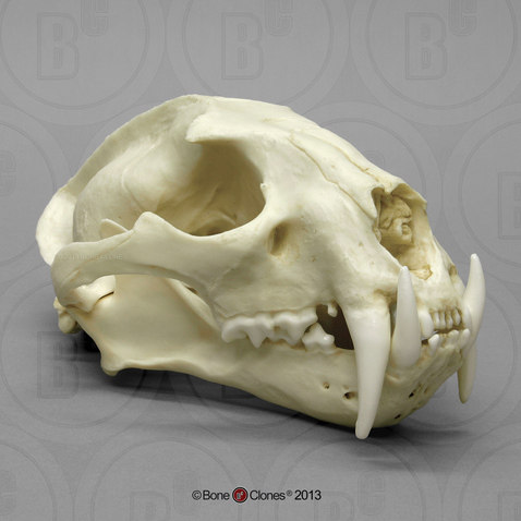 BoneClones定制科教模型