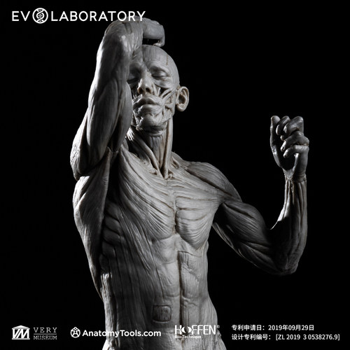 EVOLABORATORY科教模型雕像模型