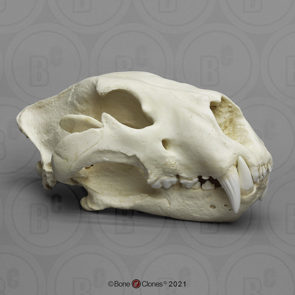 非常博物馆boneclones美国定制骨骼美国狮子头骨动物解剖模型摆件