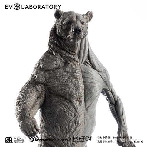 EVOLABORATORY科教模型雕塑肌肉