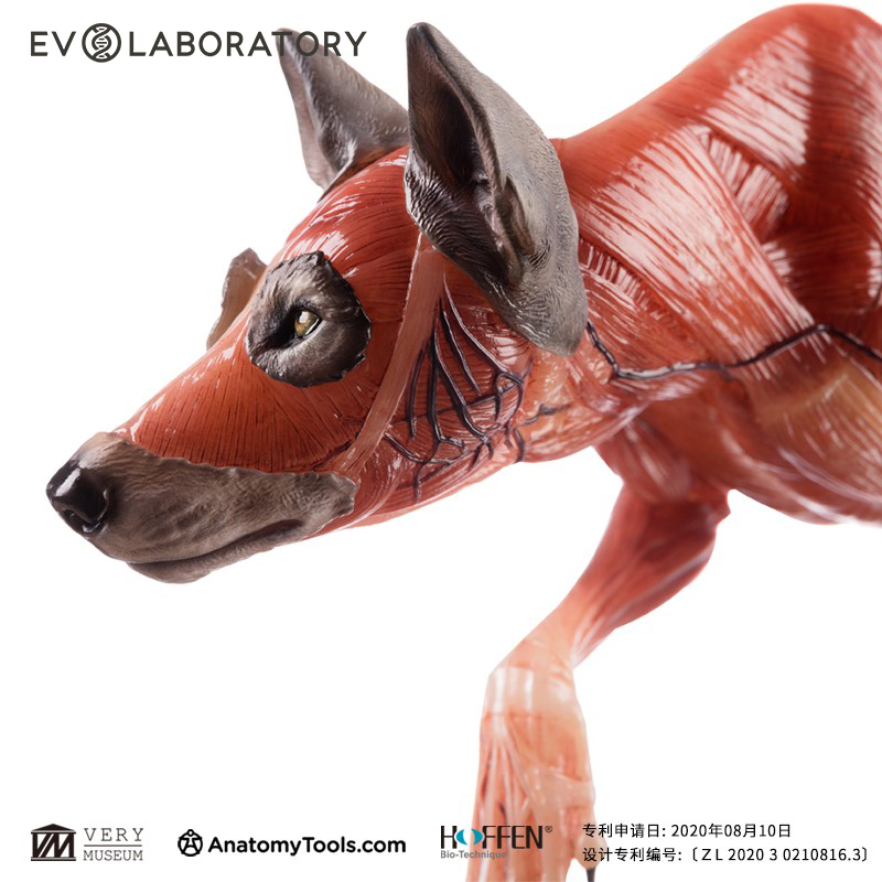 EVO肌肉解剖医学研究科教模型