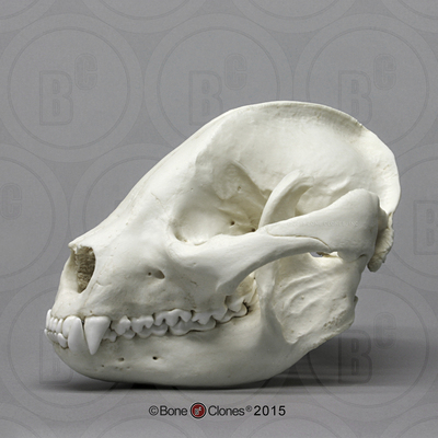BoneClones定制科教模型