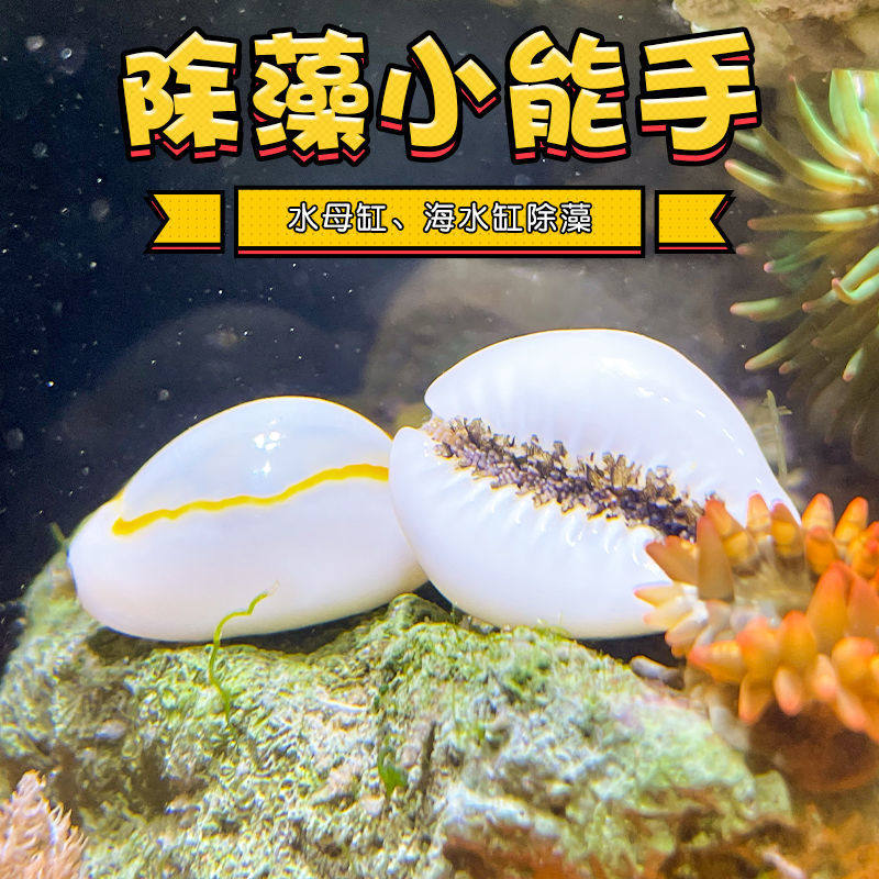 紫底星螺观赏螺除绿藻金环宝螺吃藻宠物海螺角蝾螺牛眼螺净化海缸