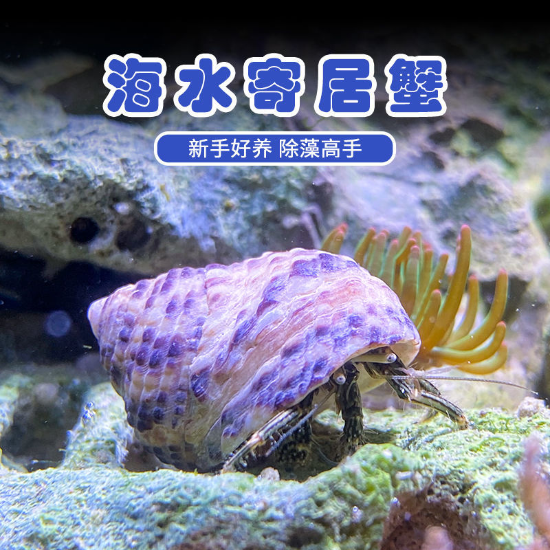 寄生海蟹海缸观赏海水寄居蟹海缸除藻生物海水寄居蟹珊瑚宠物-封面