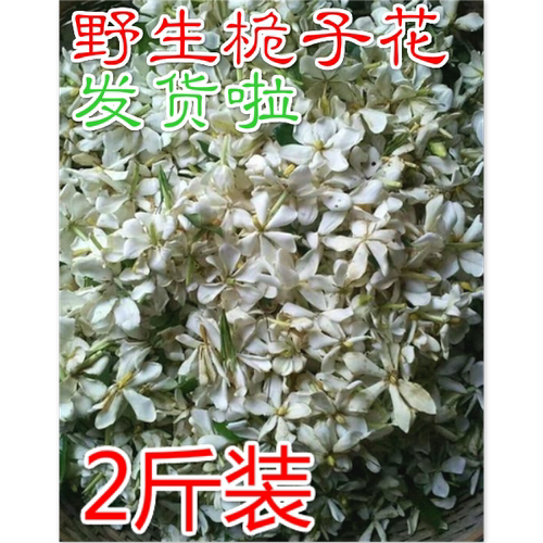 衢州新鲜山枝野生山栀2斤枝子花