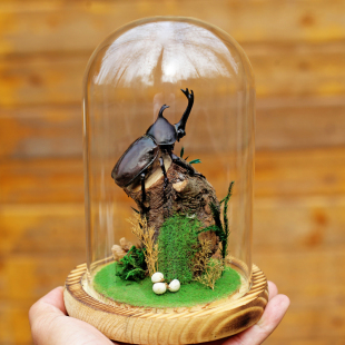 生态甲虫独角仙标本艺术玻璃罩昆虫微景观桌面展示框摆件手工礼物