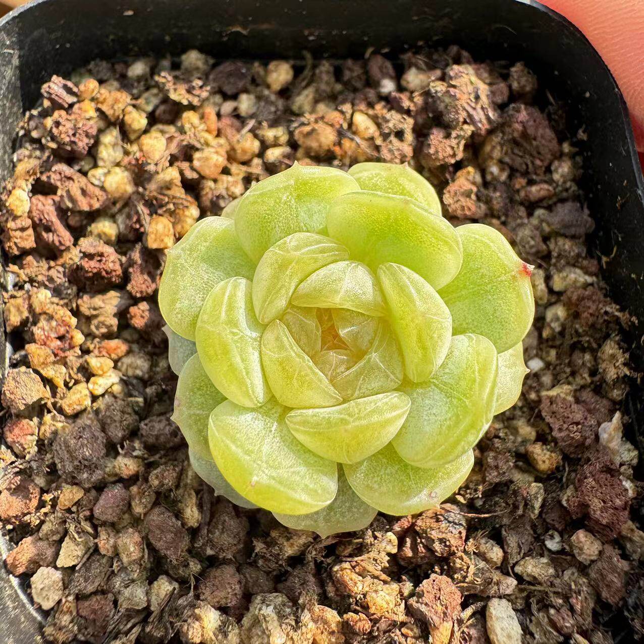 多肉植物种子白色恋人 白恋 糖心多肉植物 一物一拍