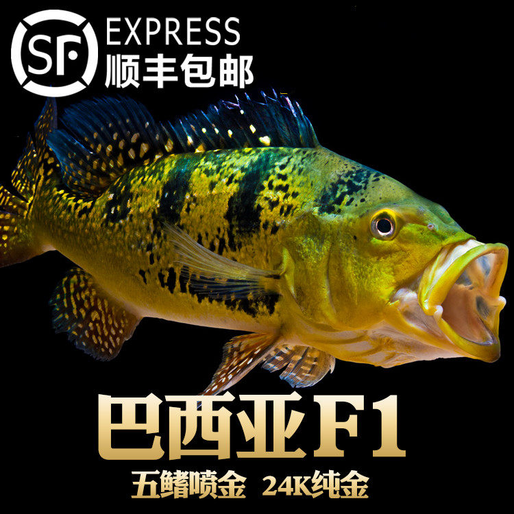 进口巴西亚金三间黄金巴西亚野生巴西亚观赏鱼热带鱼活体龙鱼配鱼