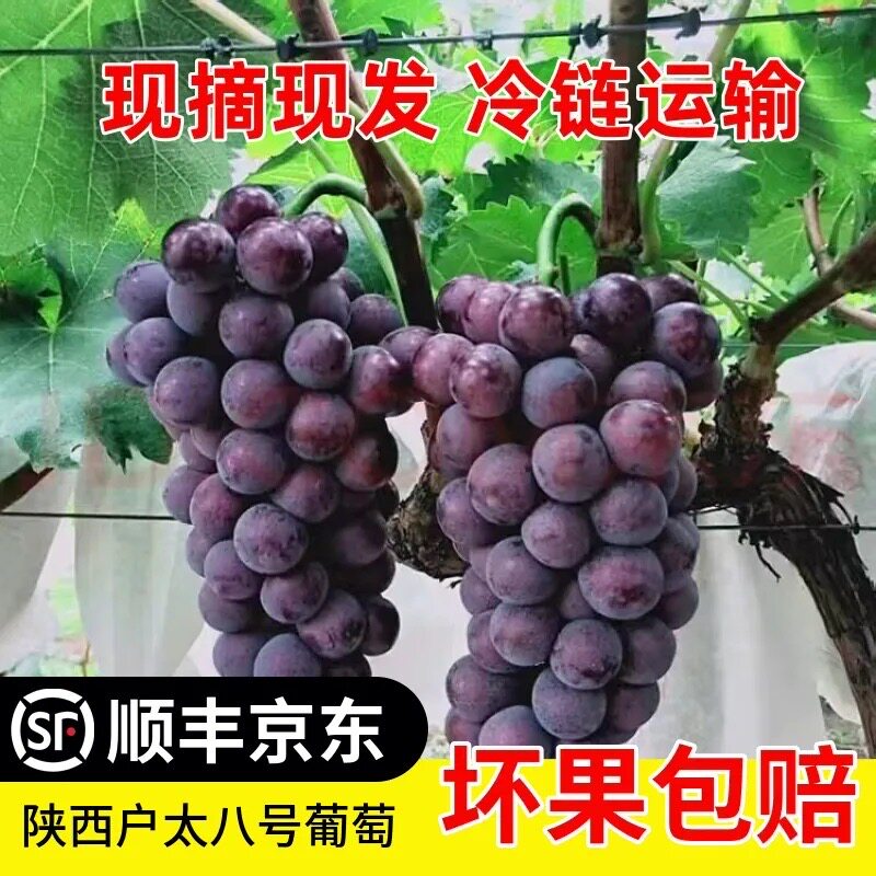 陕西户太八号葡萄现摘包邮