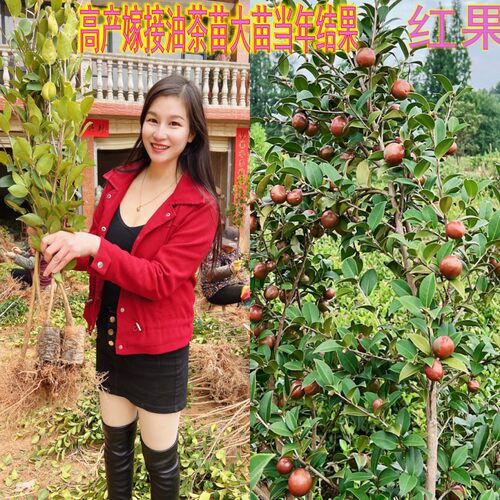 长林高产嫁接油茶苗大苗当年结果