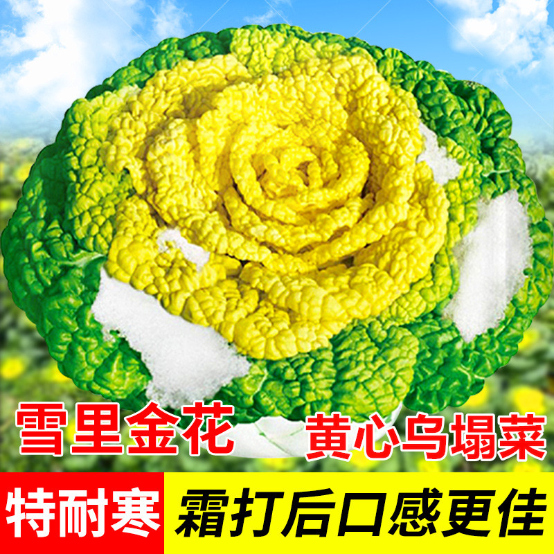 黄心乌塌菜苗西兰花大白菜苗黑乌塔菜娃娃菜花菜秧苗秋冬耐寒蔬菜