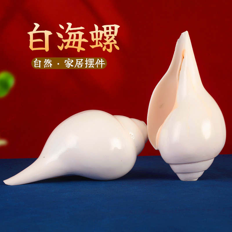 尼泊尔产白海螺家用摆件
