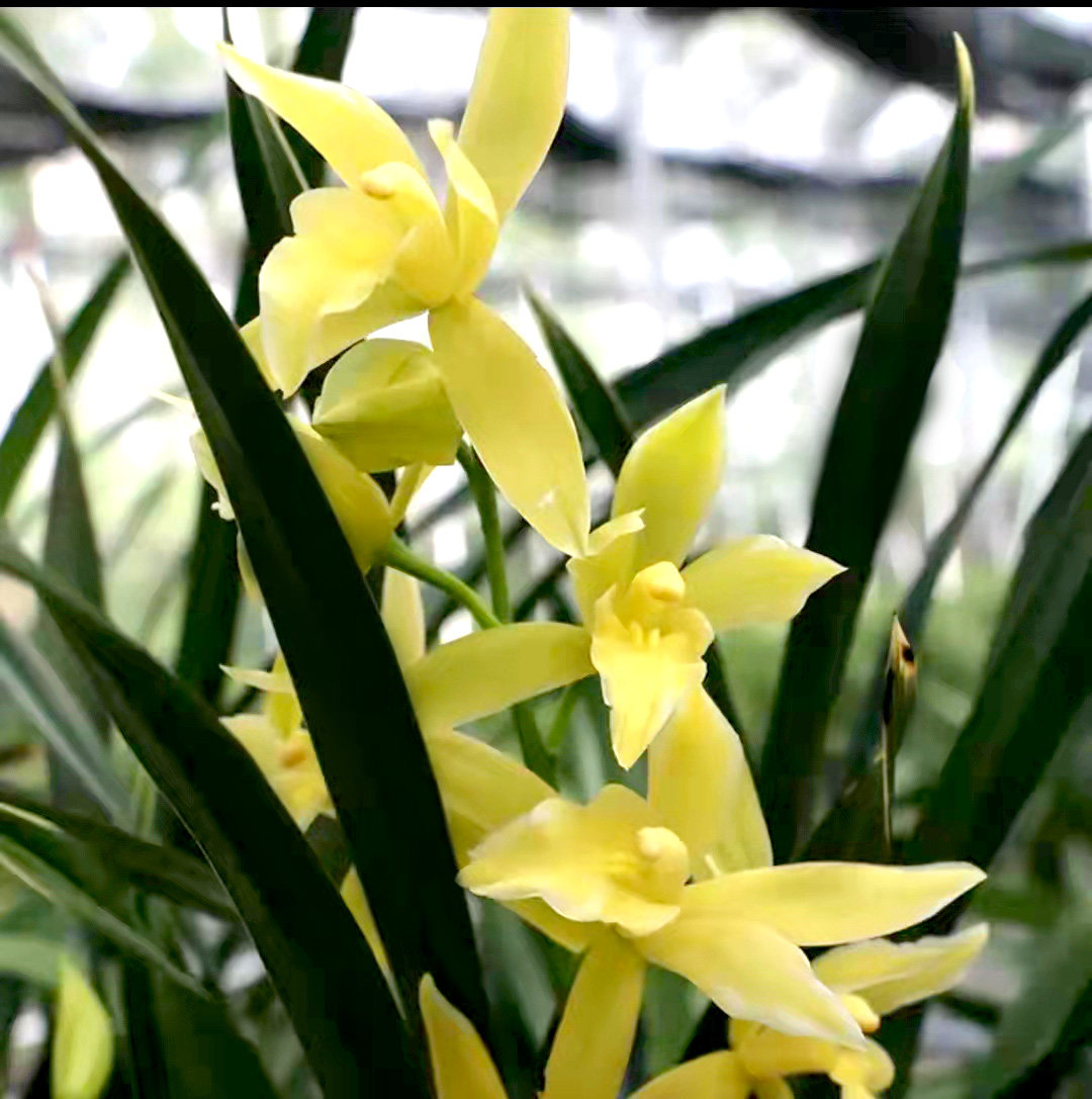 兰花苗金边神童冠浓香奇花建兰四季兰带花苞阳台花卉盆栽绿植盆景