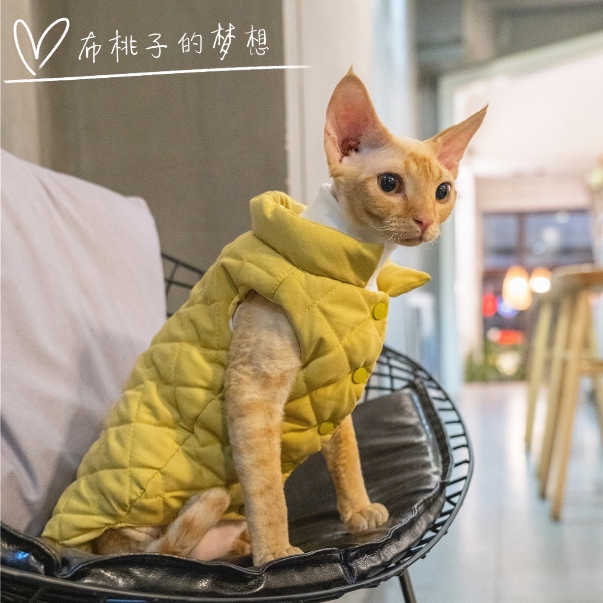 gingerain 无毛猫衣服德文猫斯芬克斯柯尼斯羽绒服棉服冬