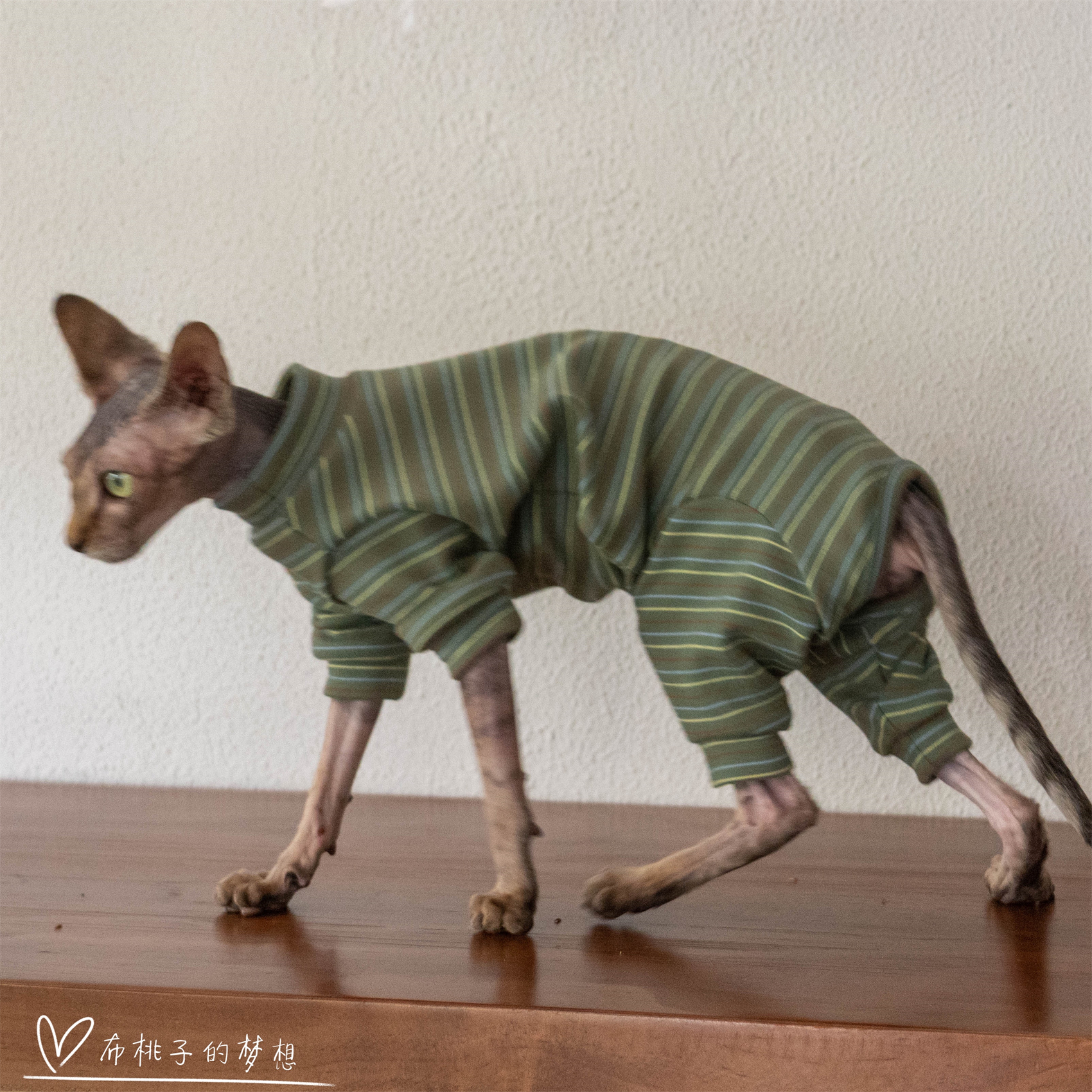 GINGERAIN无毛猫护肚四腿保暖衣