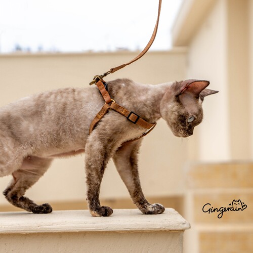 GINGERAIN  隐形好搭衣服极简牵引绳户外遛猫可调节德文猫胸背带