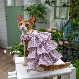 GINGERAIN 飞飞袖层层裙蛋糕裙德文猫衣服无毛猫棉质爱心格子裙