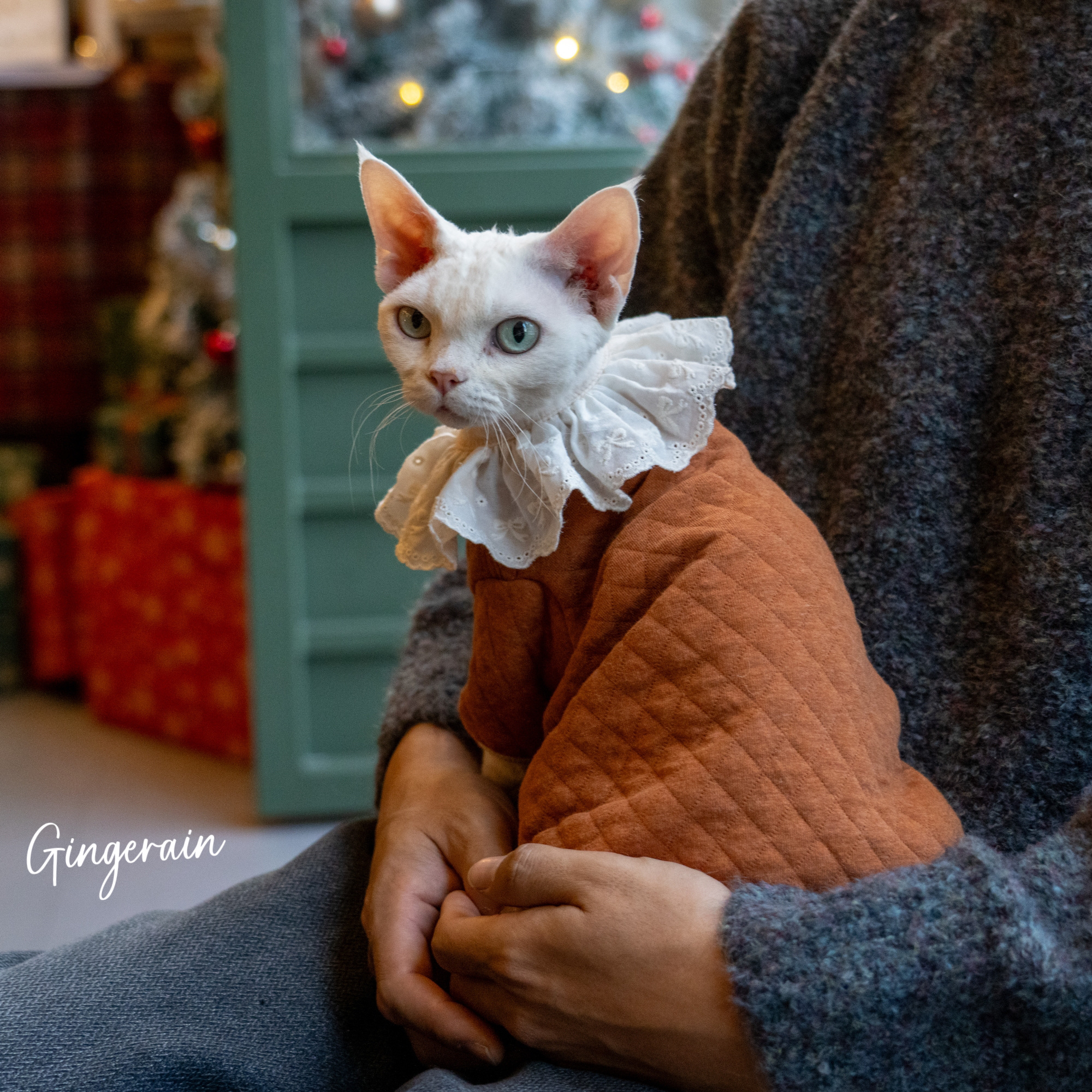 GINGERAIN 夹棉小外套系扣复古超实用德文猫衣服无毛猫保暖卫衣