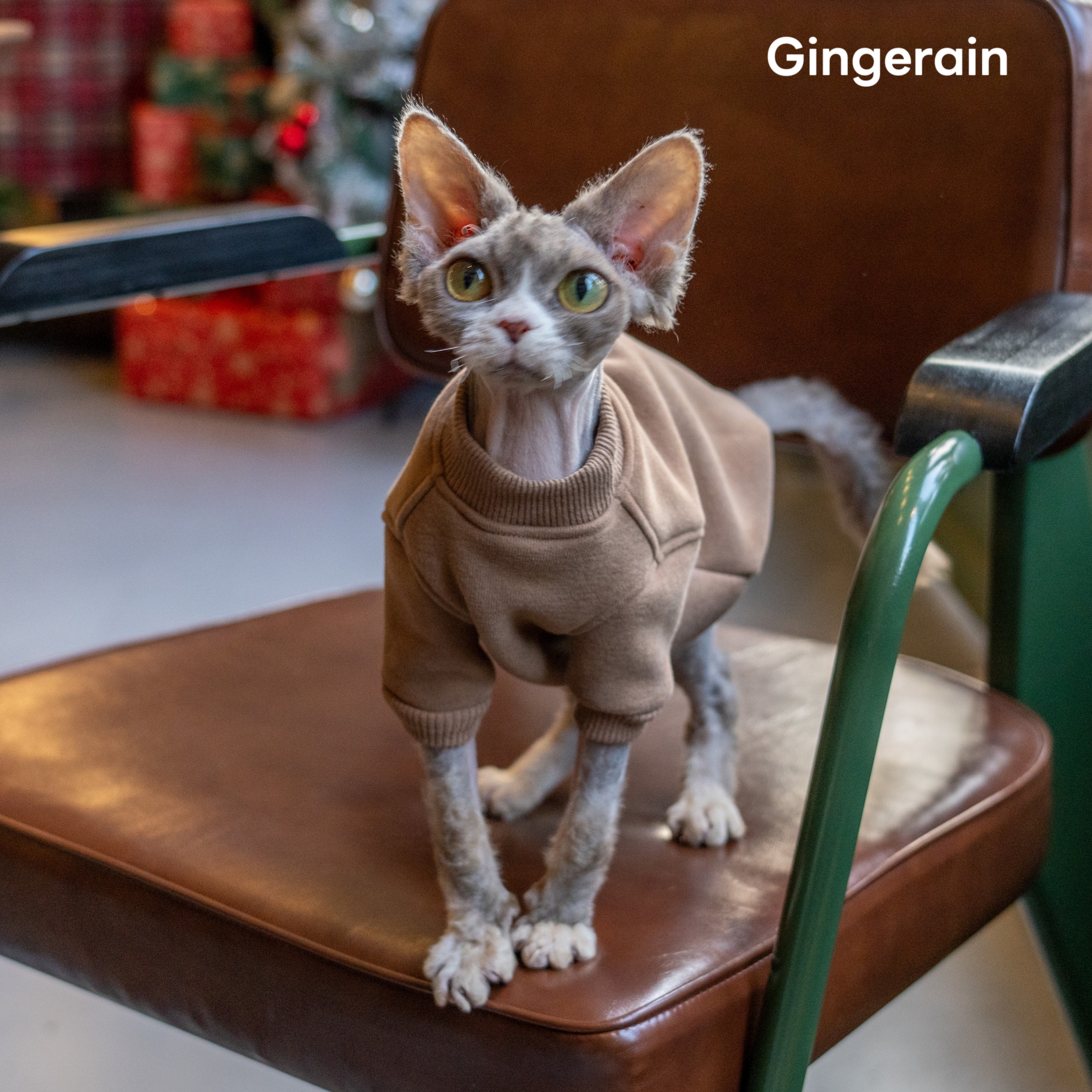 GINGERAIN 廓形加绒棉质卫衣外套德文猫无毛猫衣服基础打底衫