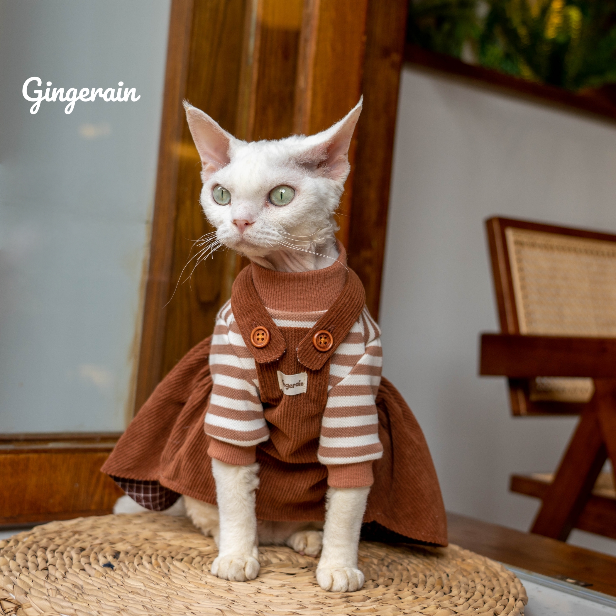 背带裙无毛猫衣服布桃子的梦想棉