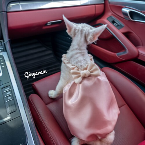 无毛猫仙女裙布桃子的梦想