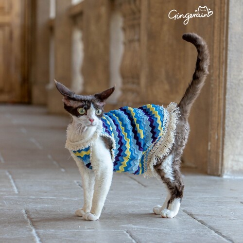 GINGERAIN 波西米亚吊带裙流苏镂空德文猫衣服无毛猫度假风背心
