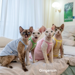 GINGERAIN 德文猫衣服无毛猫纯棉高弹透气防晒糖果格子吊带