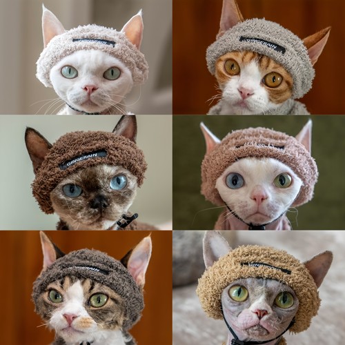 GINGERAIN  泰迪保暖帽子德文猫衣服无毛猫简约套装保暖卫衣