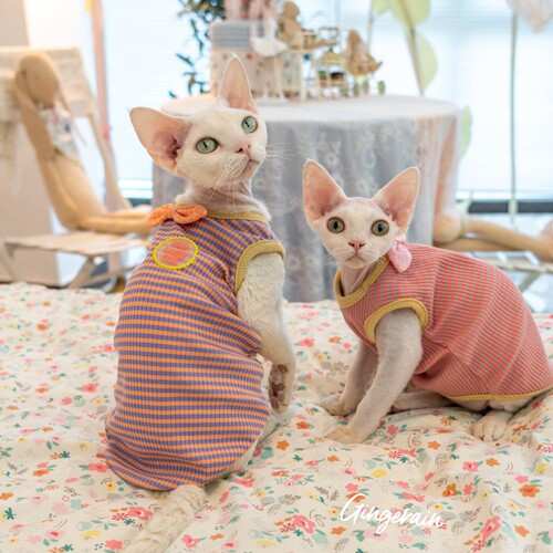 无毛猫衣服包边背心GINGERAIN