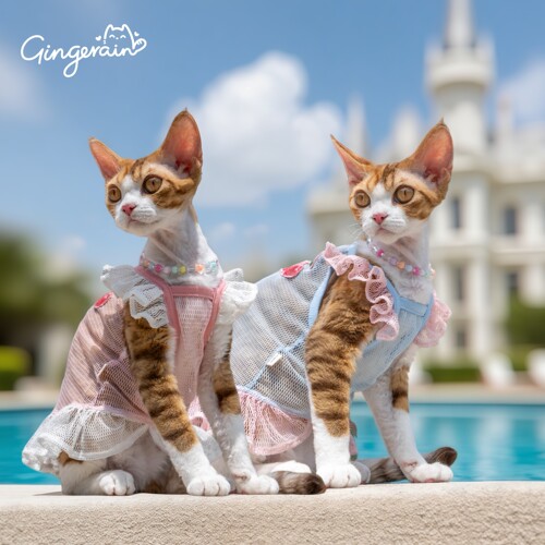 GINGERAIN 超透气网纱连衣裙无毛猫德文猫衣服降暑凉凉衣透视装