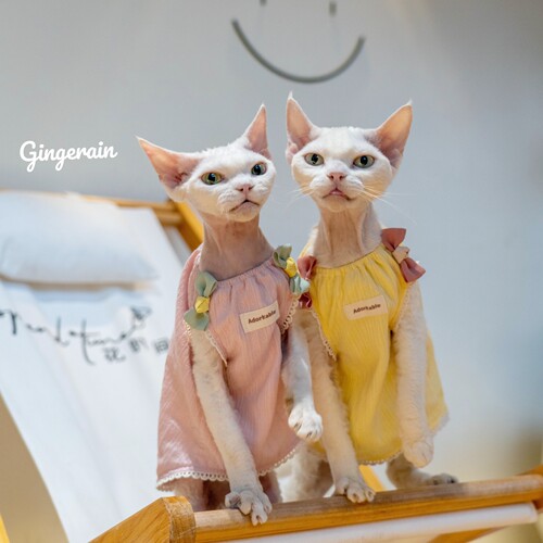 纯棉无毛猫背心GINGERAIN娃娃衫