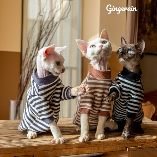 无毛猫猫衣服布桃子的梦想打底衫