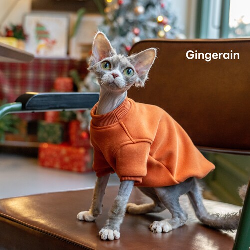GINGERAIN 廓形加绒棉质外套德文猫无毛猫衣服潮牌基础打底衫