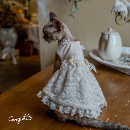 GINGERAIN 米色蕾丝背心裙无毛猫德文猫衣服仙女网纱带内衬连衣裙