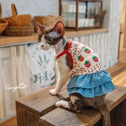 GINGERAIN 层层裙德文猫衣服无毛猫纯棉吊带裙牛仔假两件背心裙