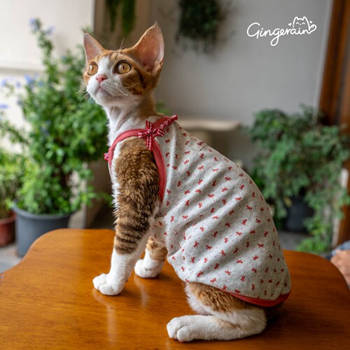 GINGERAIN 纯棉吊带德文猫衣服无毛猫高弹透气蝴蝶结可爱吊带