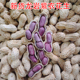 新龙岩紫衣花生水煮白晒福建龙岩连城二三四粒红衣湿烤香脆咸味晒