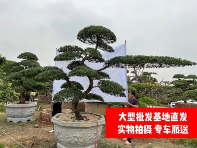 造型罗汉松大树景观树庭院树盆景造型树花园别墅 基地直发