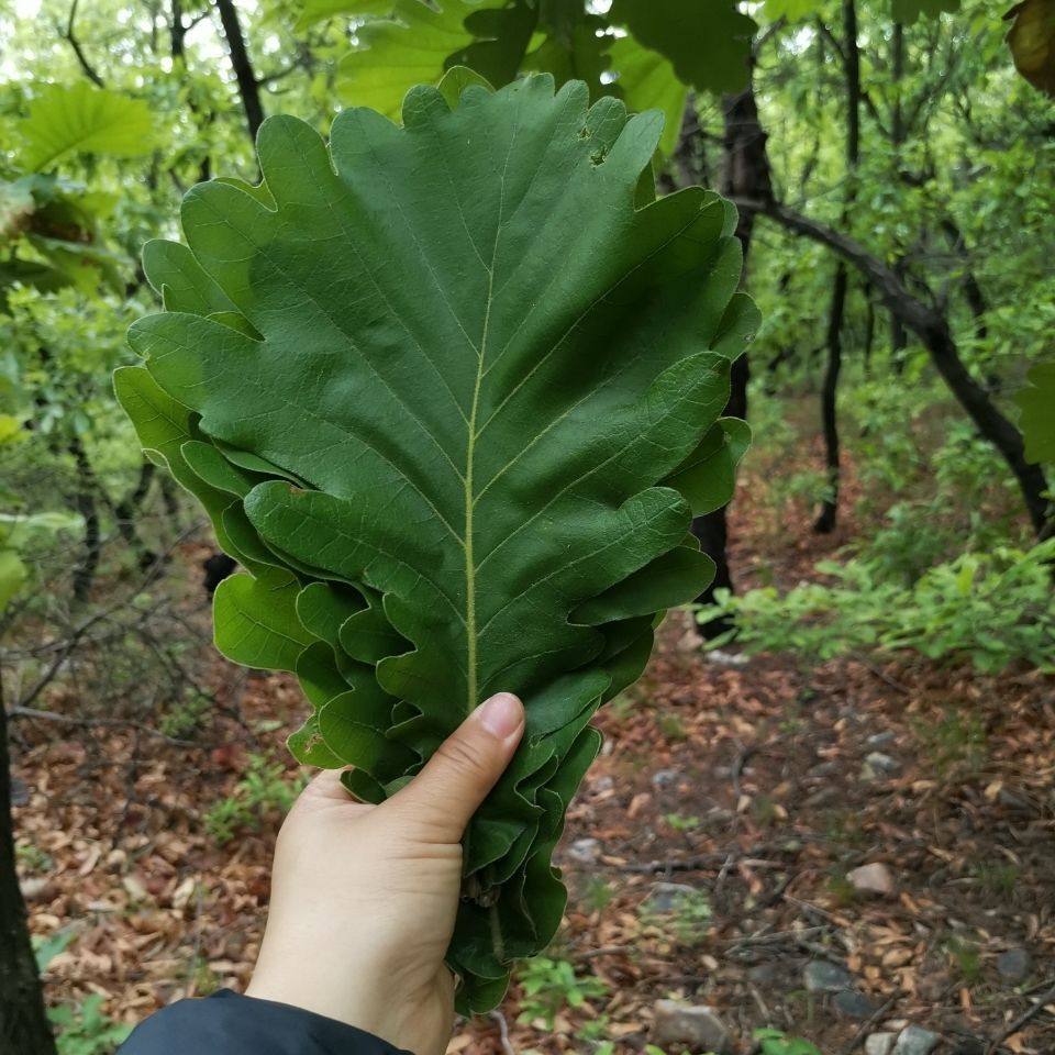 新鲜菠萝叶野生粽叶大号玻璃叶现摘桲椤叶子粽子大叶胡叶槲叶树苗图片