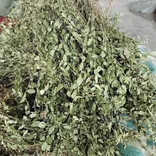 来马回 野生瓜子金草干品勒马回辰砂草二月花惊风草野中草药 批发