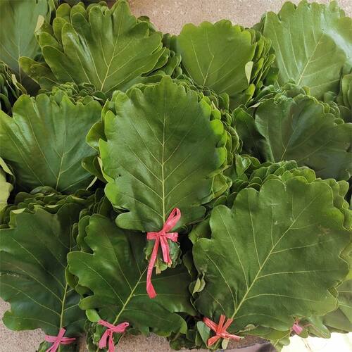 端午伏牛山桲椤叶晒干粽叶子粽子叶 伯乐叶饼 大槲叶 新鲜菠萝叶