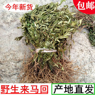 全颗来马回野生瓜子金草干品勒马回辰砂草二月花惊风草野中草药