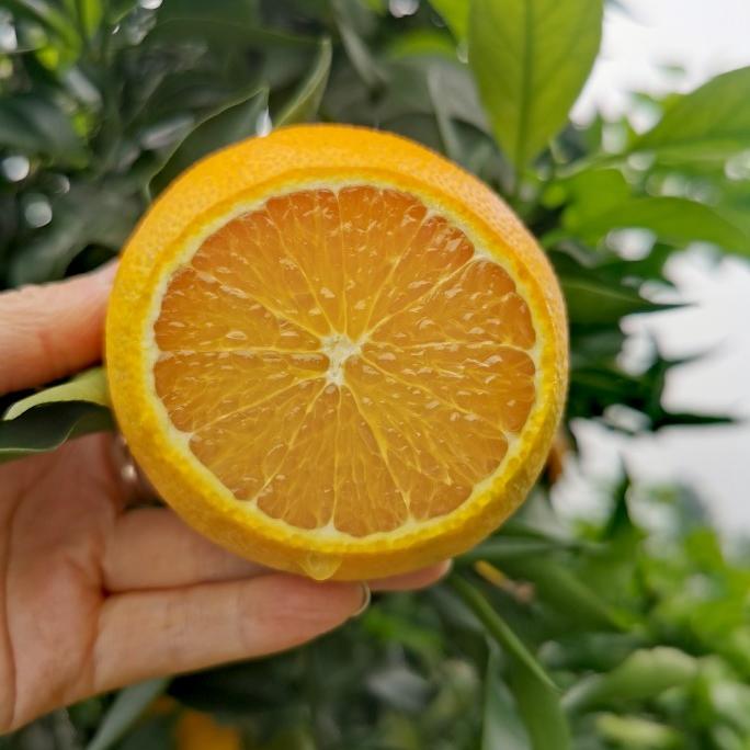 四川柑橘爱媛橙水果橙送礼特产