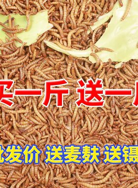 面包虫黄粉虫子活体活虫蝎子仓鼠角蛙八哥画眉小鸟粮食饲料虫干
