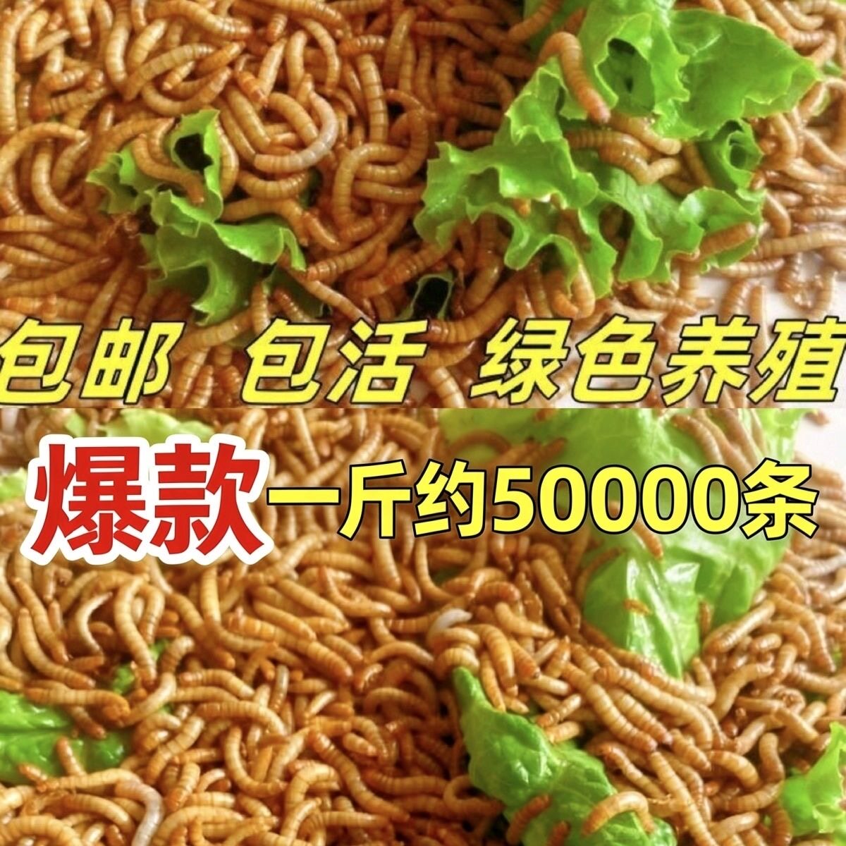 面包虫黄粉虫活虫宠物零食饲料虫